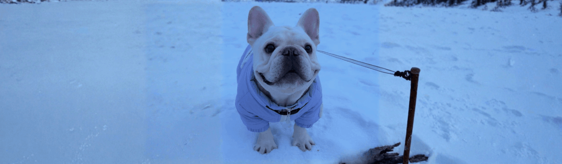 Winter Essentials for Dogs: Must-Have Waterproof & Thermal Gear