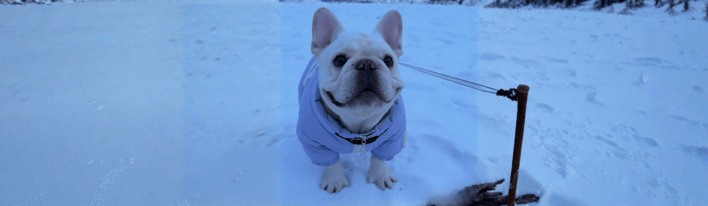 Winter Essentials for Dogs: Must-Have Waterproof & Thermal Gear