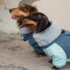 Dachshund Padded Winter Coat