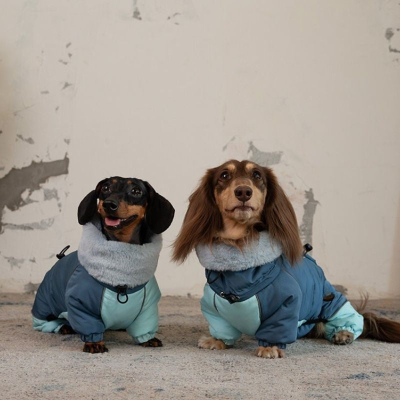 Dachshund Padded Winter Coat