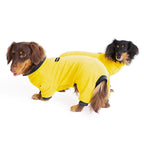 Dachshund wearing a stretch polo bodysuit