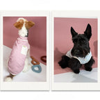 Dachshund Summer Breathable Vest