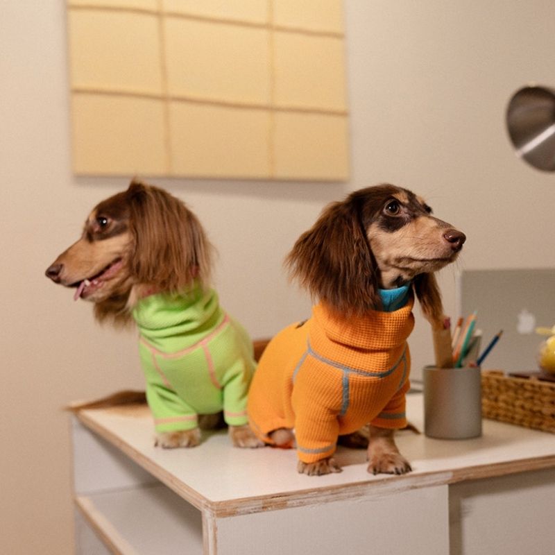 Waffle knit sweater for dachshunds