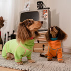 Dachshund wearing a waffle knit pullover