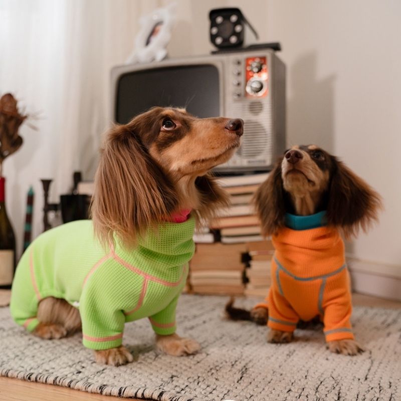 Dachshund wearing a waffle knit pullover