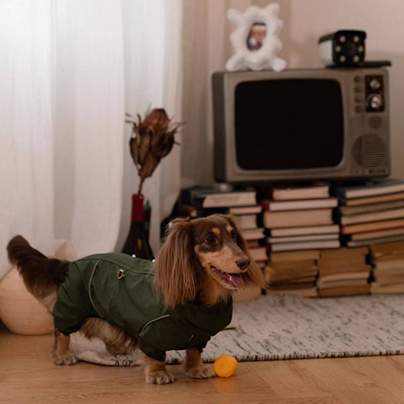 Dachshund Waterproof Outdoor Jacket
