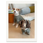 Dachshund Windproof Outdoor Jacket