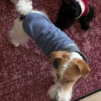 Dachshund Winter Knit Vest