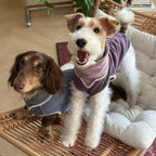 Dachshund Winter Knit Vest