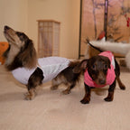 Dachshund Cooling Summer Clothing