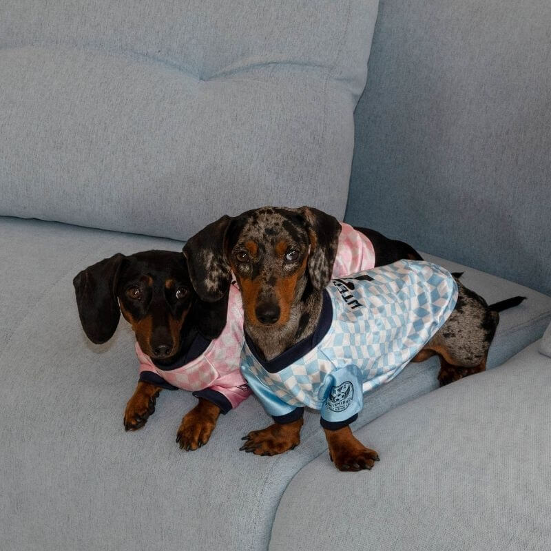 Retro football jersey for dachshunds