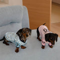 Dachshund wearing a vintage soccer jersey